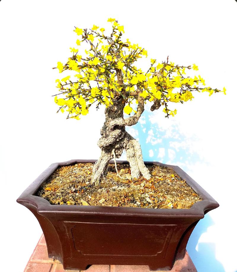 迎春花品种哪种最好？-图3