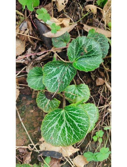 虎耳草哪个品种最好？-图1