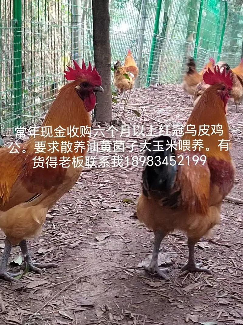 大量收购散养土鸡价格-图1