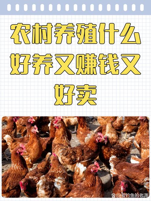 大量收购散养土鸡价格-图2