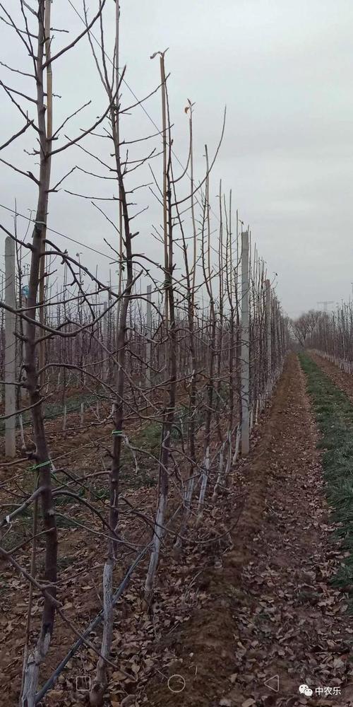 苹果首年管理关键点有哪些？-图2