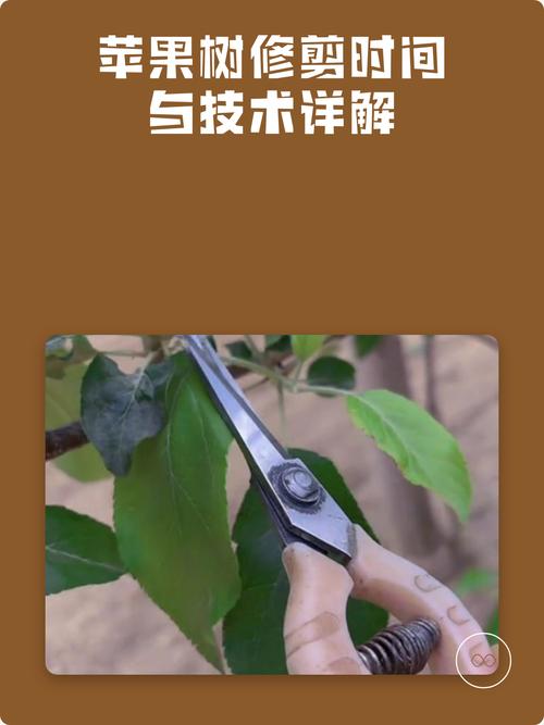 苹果首年管理关键点有哪些？-图3