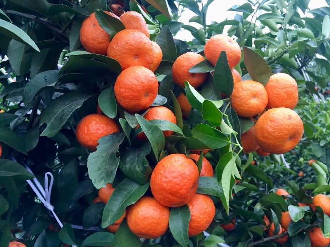 第三年沙糖桔管理要掌握哪些关键技术？-图1