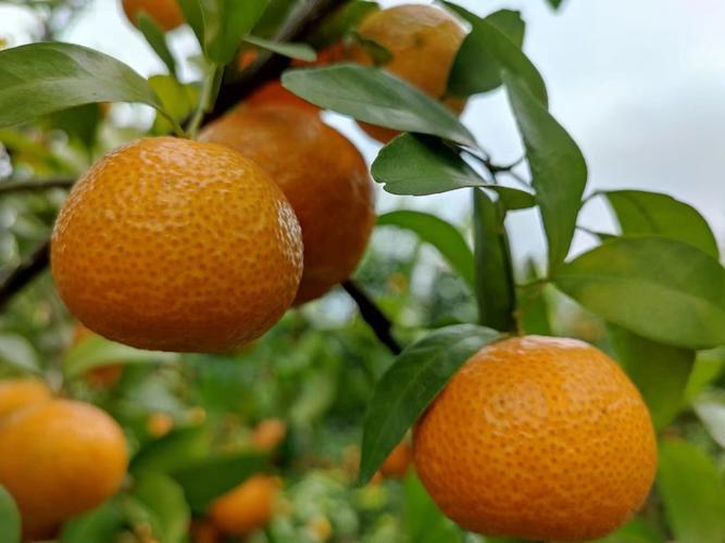 第三年沙糖桔管理要掌握哪些关键技术？-图2