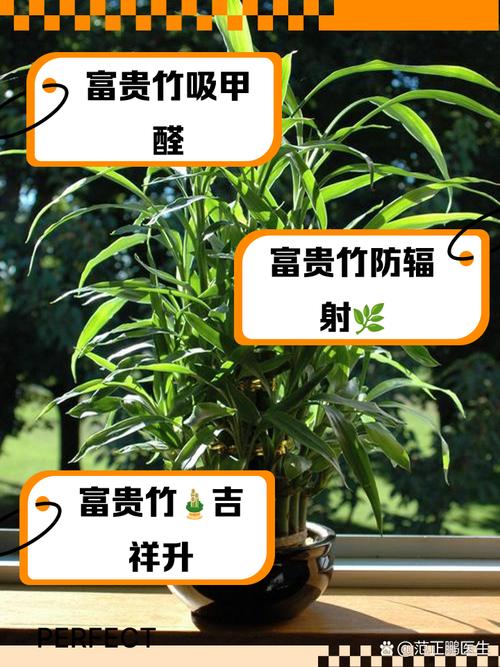 富贵竹包括哪些品种-图2