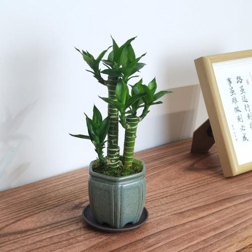 富贵竹包括哪些品种-图3