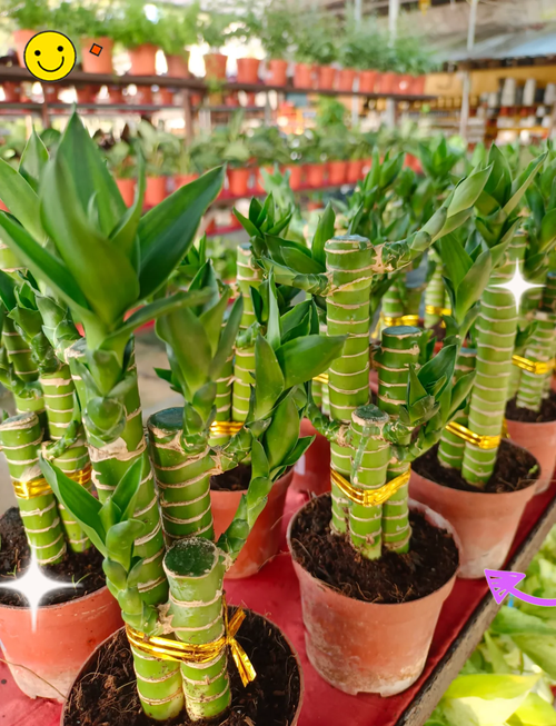 富贵竹包括哪些品种-图1