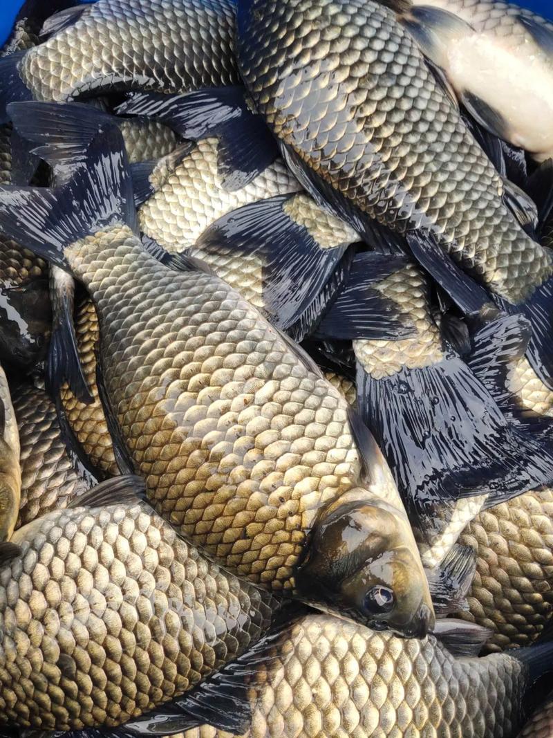 四大家鱼养殖技术视频，如何高效掌握？-图1