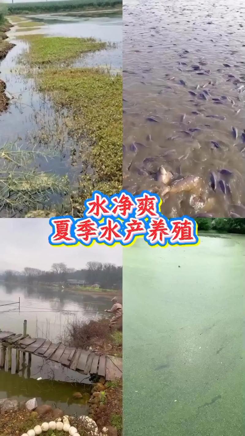 四大家鱼养殖技术视频，如何高效掌握？-图3