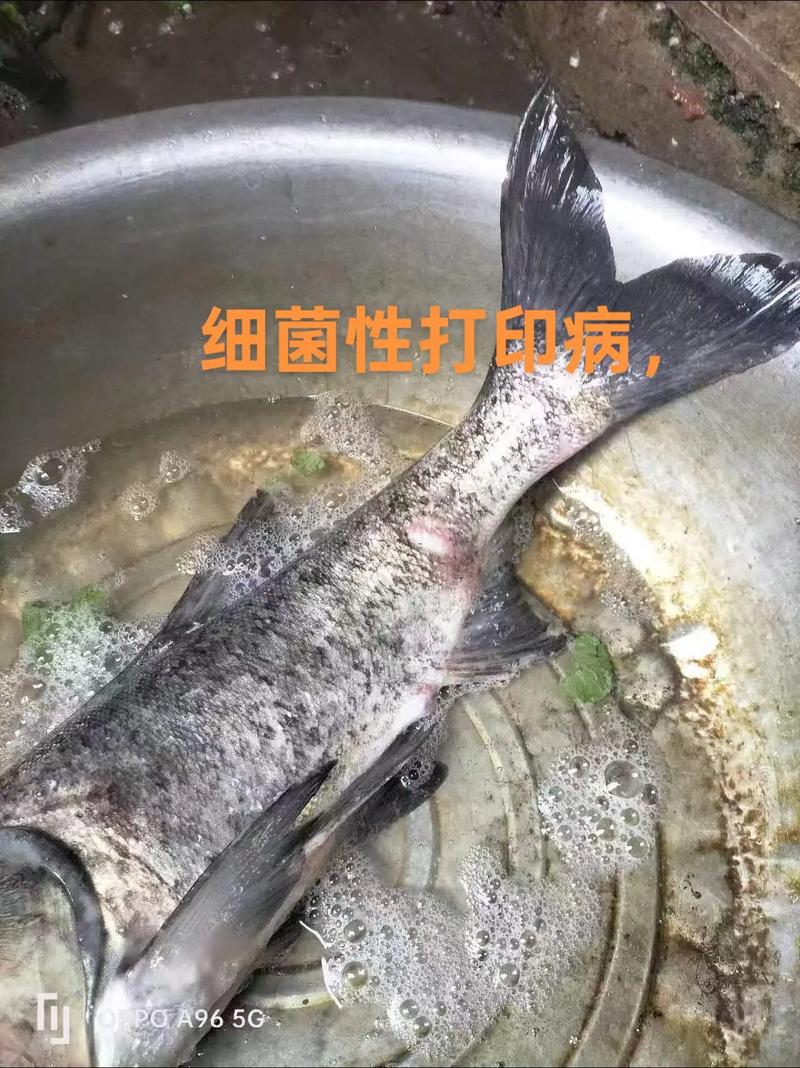 四大家鱼养殖技术视频，如何高效掌握？-图2