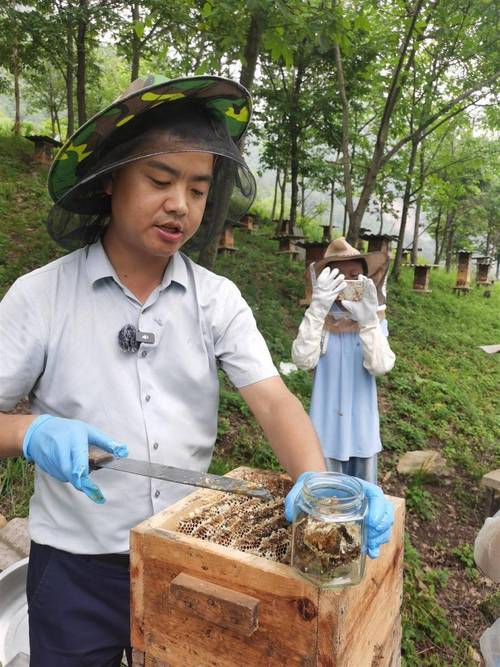 神农架养中蜂技术视频怎么学？-图1