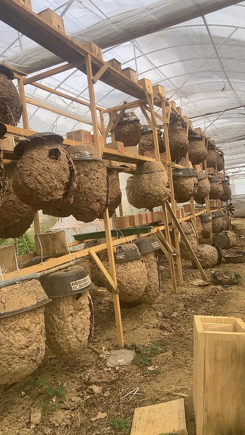 神农架养中蜂技术视频怎么学？-图3