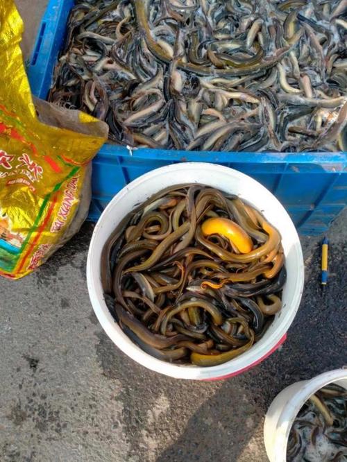 引进热带黄鳝新品种-图2