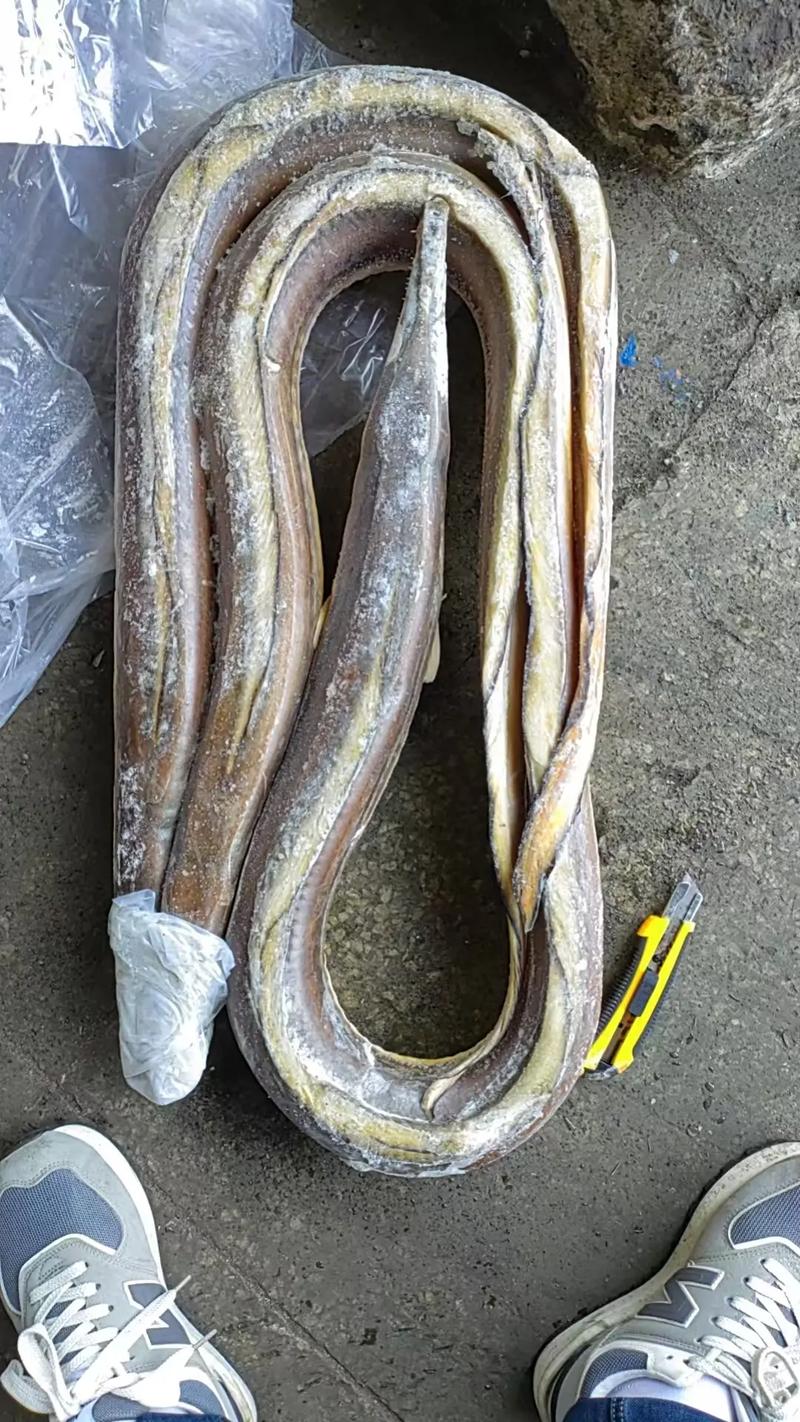 引进热带黄鳝新品种-图1