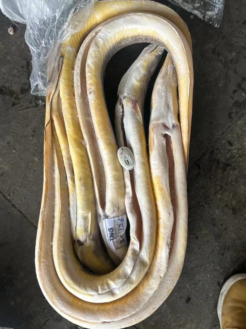 引进热带黄鳝新品种-图3