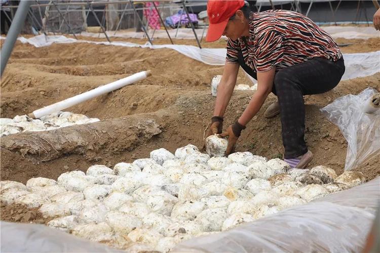 栗蘑种植技术培训基地如何高效运营？-图1