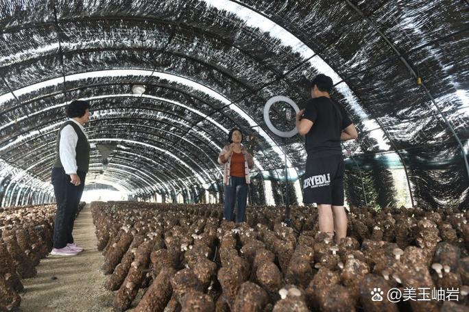 栗蘑种植技术培训基地如何高效运营？-图2