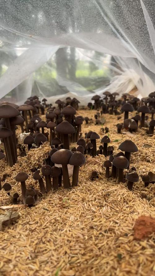 栗蘑种植技术培训基地如何高效运营？-图3