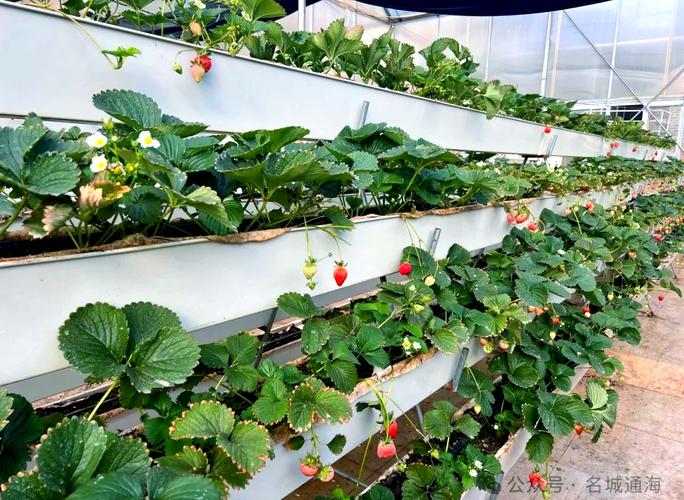 草莓无土栽培技术视频，新手如何快速上手？-图1