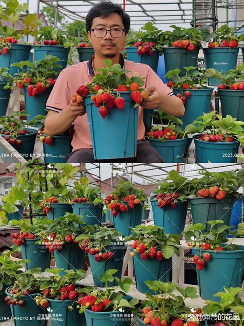 草莓无土栽培技术视频，新手如何快速上手？-图2