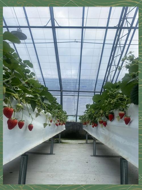 草莓无土栽培技术视频，新手如何快速上手？-图3