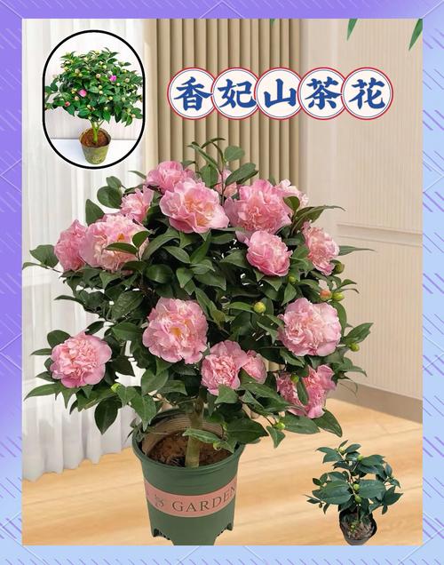 好养的茶花品种有哪些？-图1