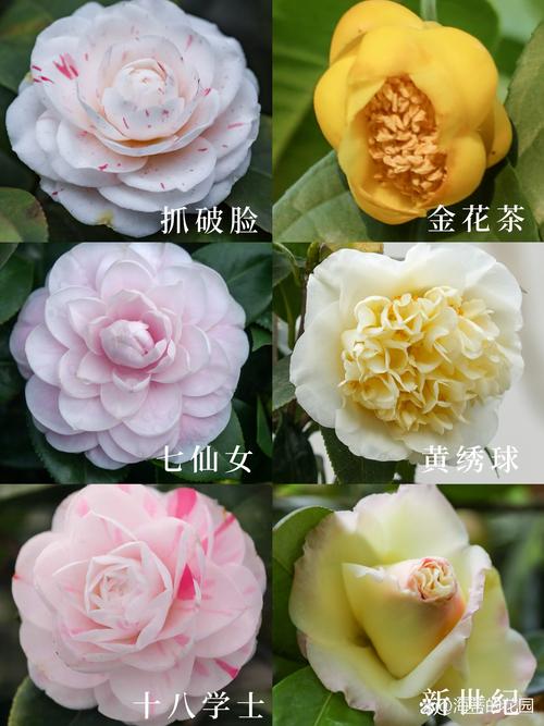 好养的茶花品种有哪些？-图2