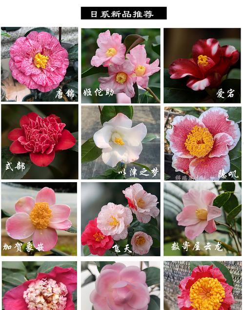 好养的茶花品种有哪些？-图3