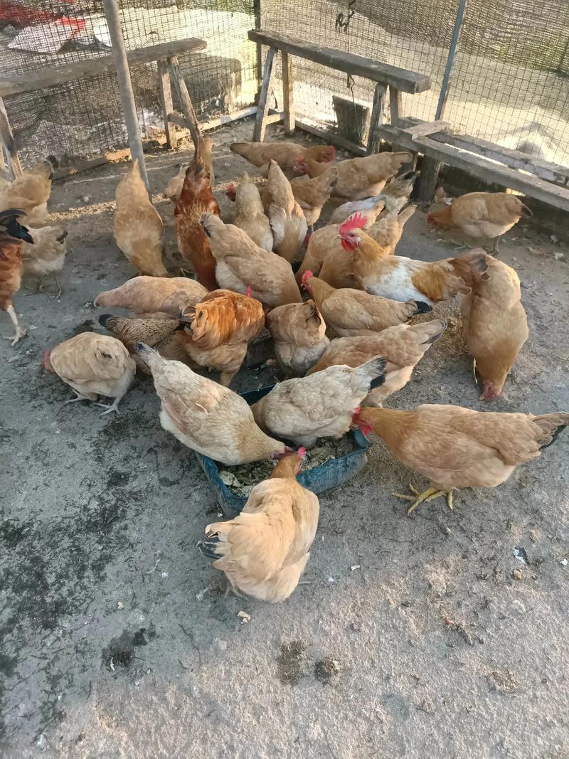 养土蛋鸡哪个品种好？-图1