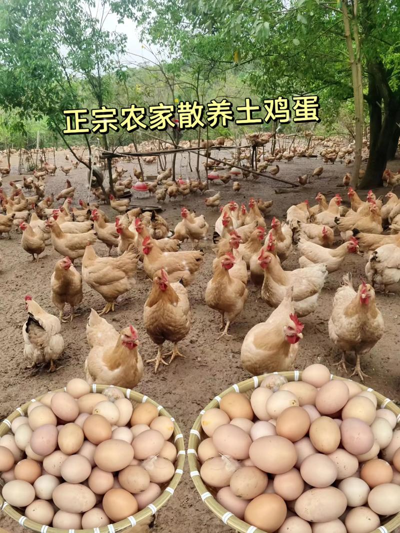 养土蛋鸡哪个品种好？-图2