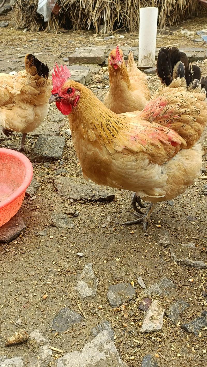 养土蛋鸡哪个品种好？-图3