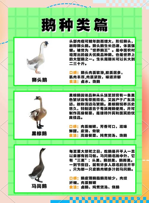 鹅的优质品种有哪些？-图2