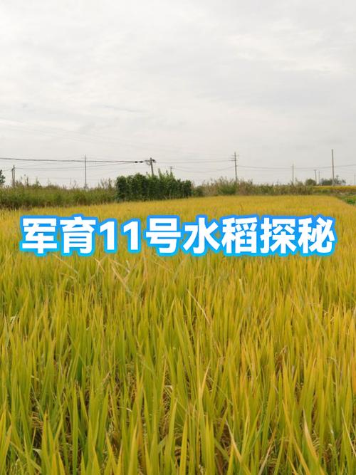 天11号水稻品种有何特性？-图1