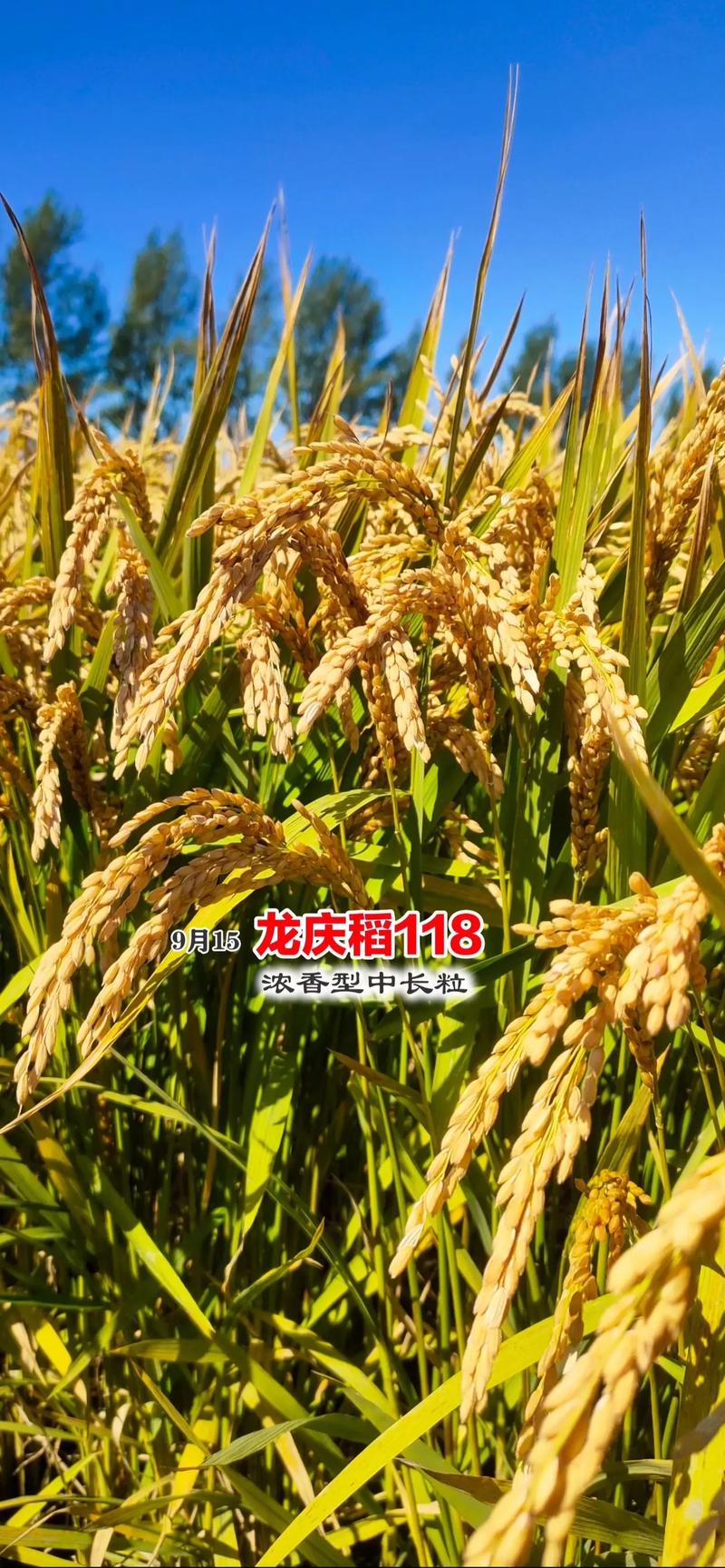 天11号水稻品种有何特性？-图2