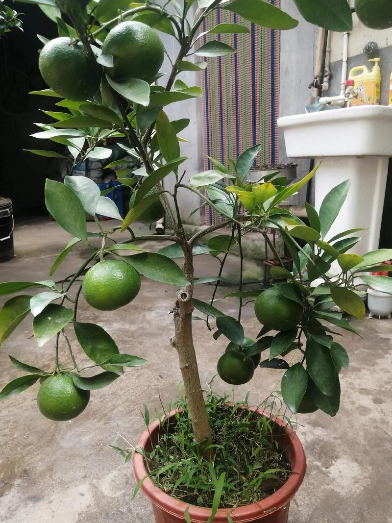 盆栽橙子树怎么种才结果多？-图1