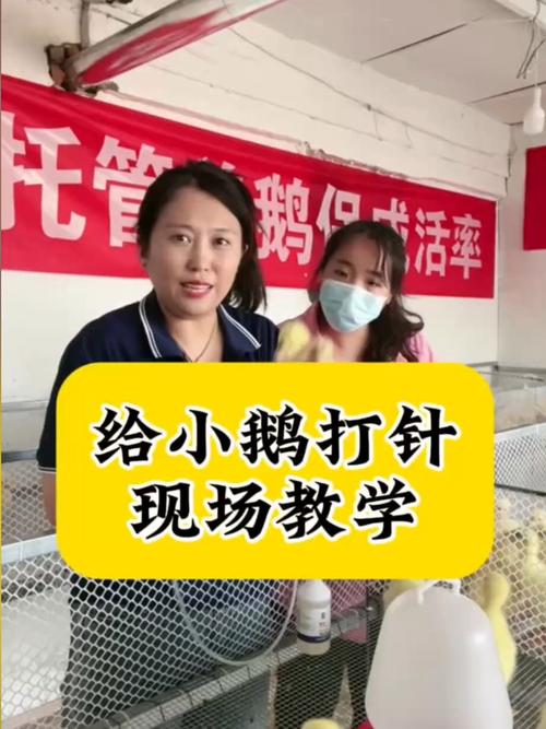 养鸭子技术视频教程有哪些要点？-图2