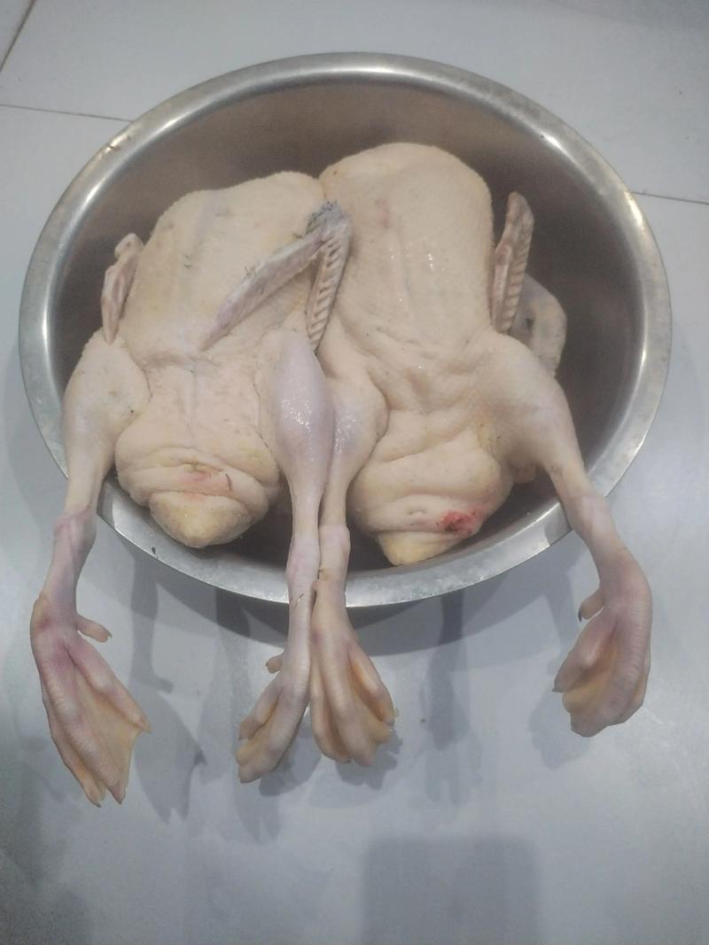 2025麻鸭价格行情如何？-图2