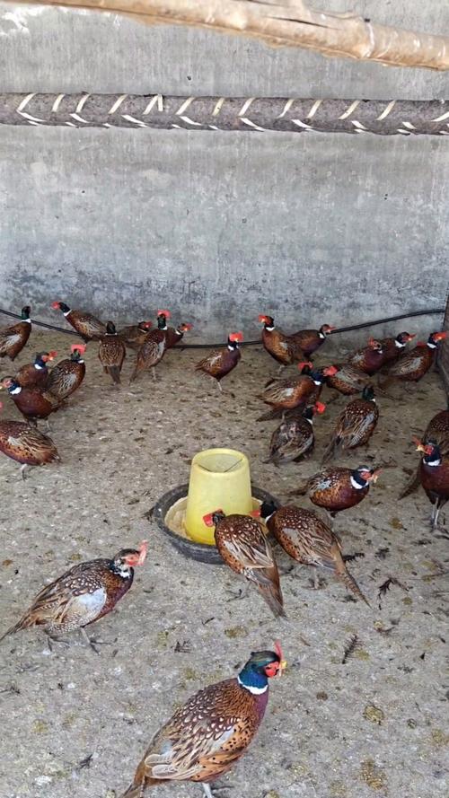 广西七彩山鸡养殖技术有哪些要点？-图2