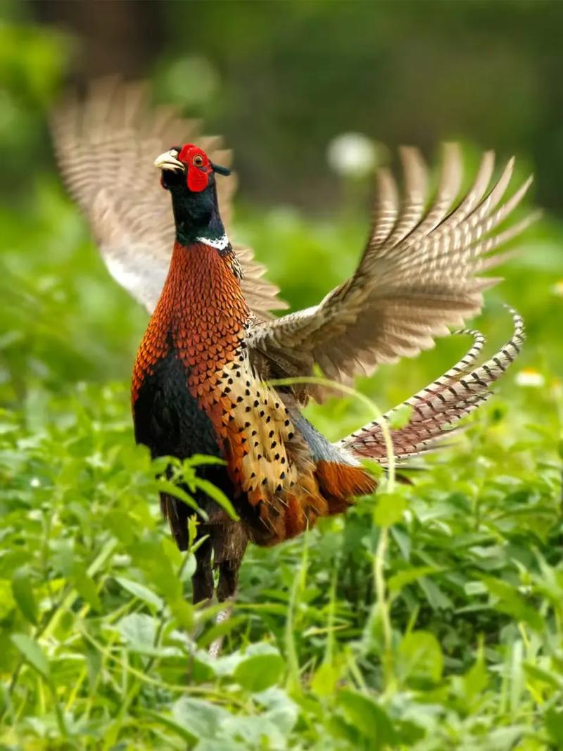 广西七彩山鸡养殖技术有哪些要点？-图1