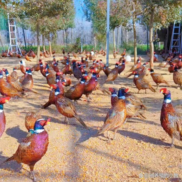 广西七彩山鸡养殖技术有哪些要点？-图3