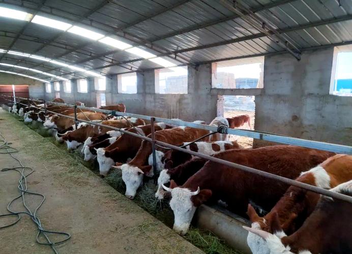 新品种肉牛养殖视频有哪些要点？-图2