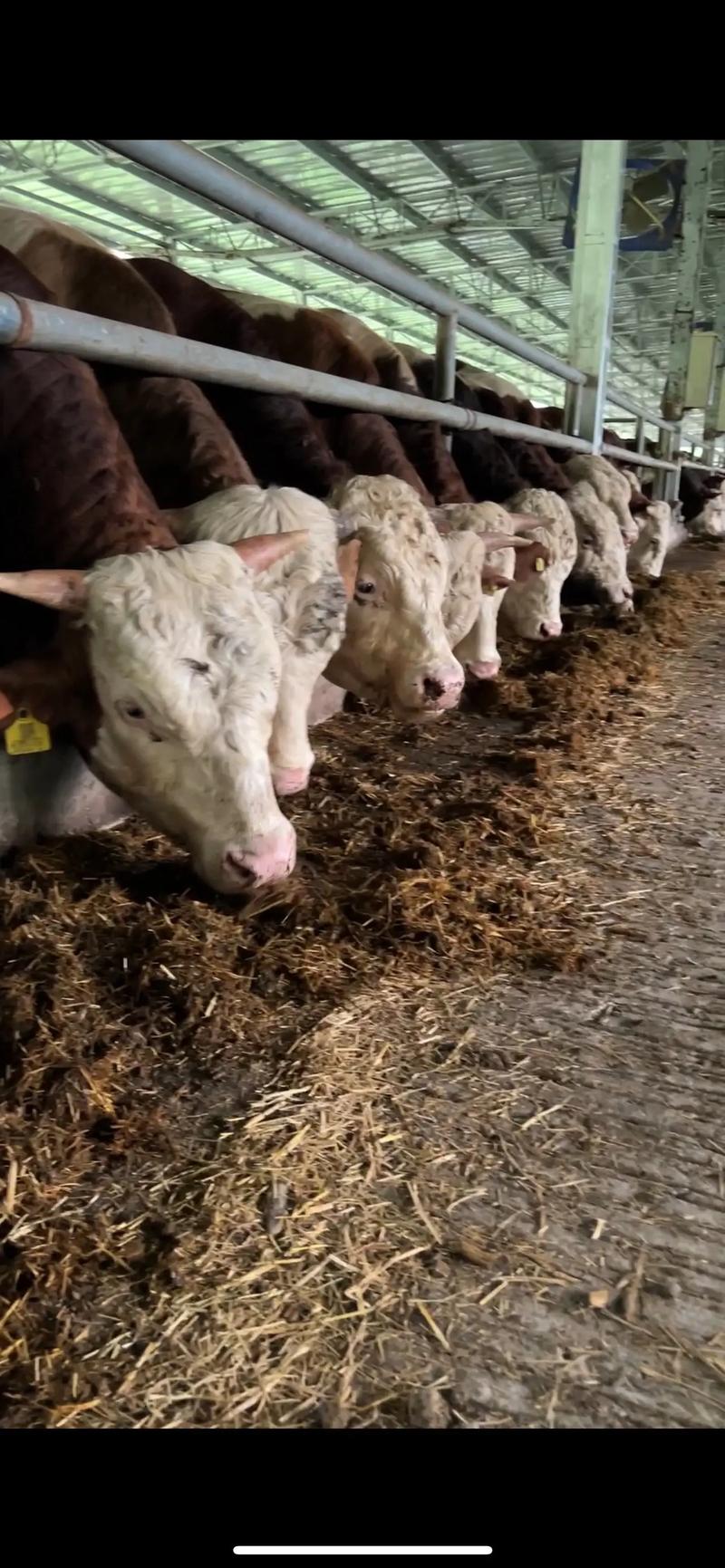 新品种肉牛养殖视频有哪些要点？-图3