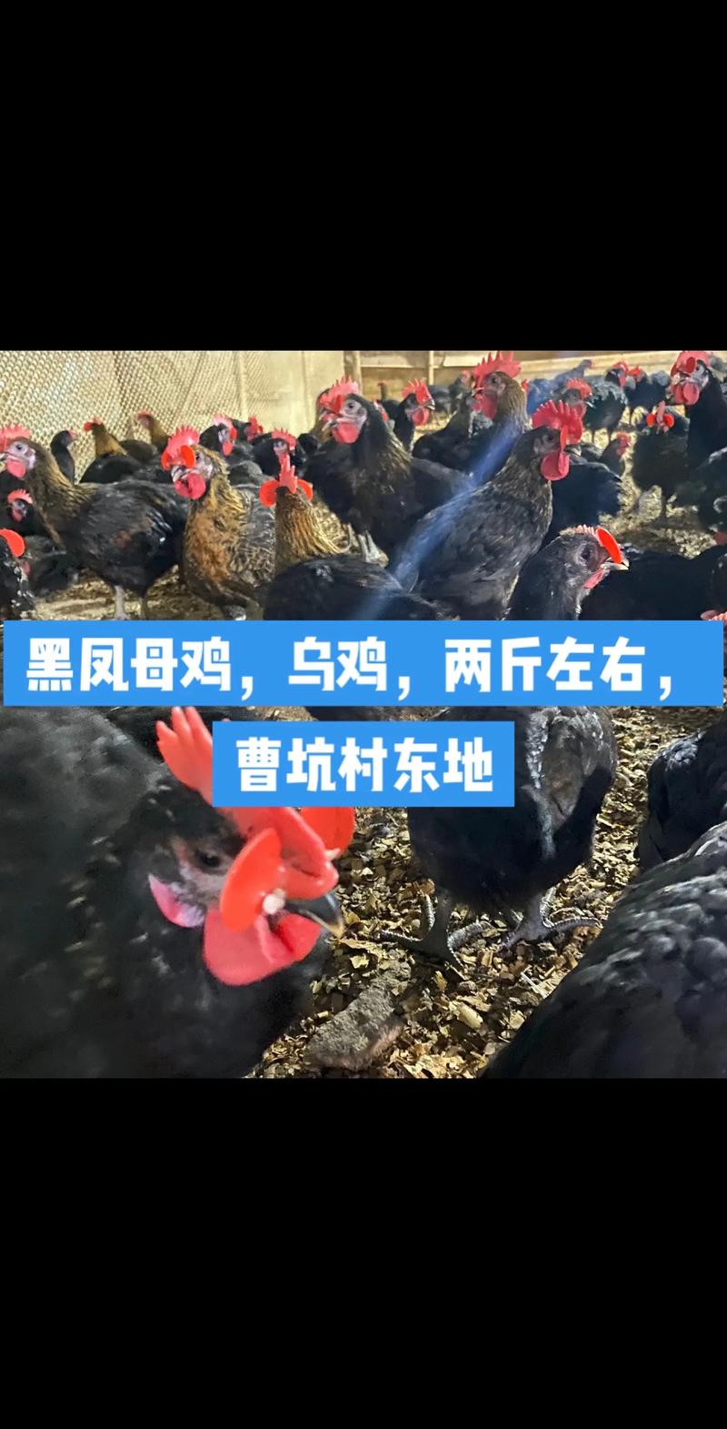 纯品种黑凤乌鸡长啥样？-图1
