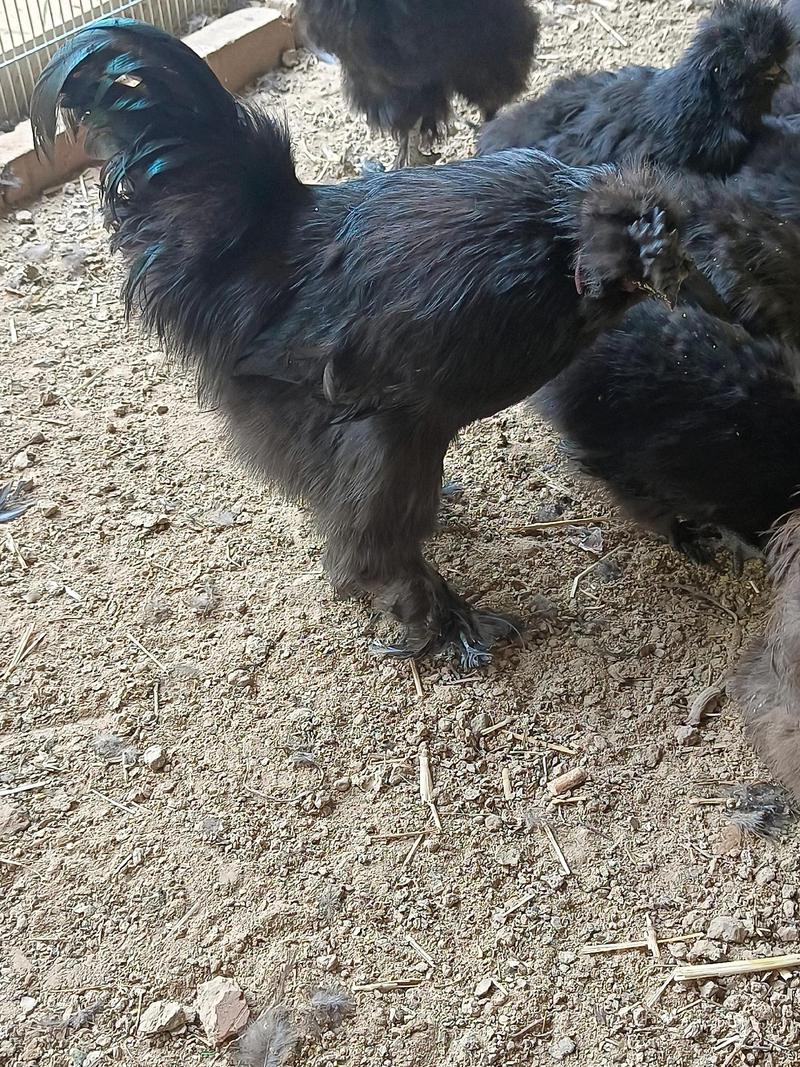 纯品种黑凤乌鸡长啥样？-图2
