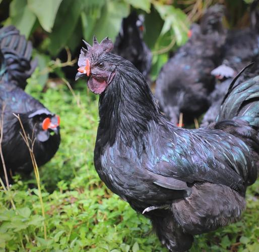 纯品种黑凤乌鸡长啥样？-图3