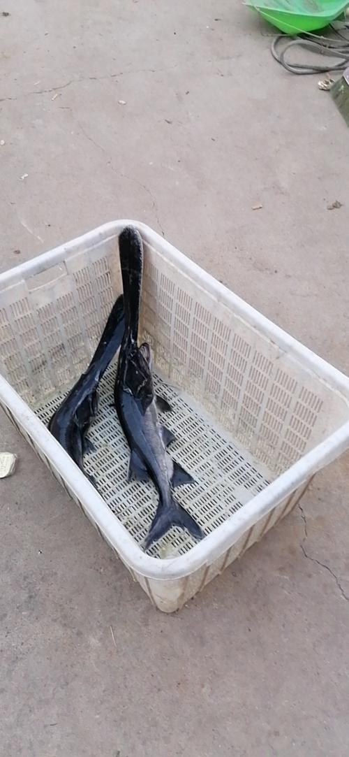 鸭嘴鱼养殖技术有哪些关键要点？-图1