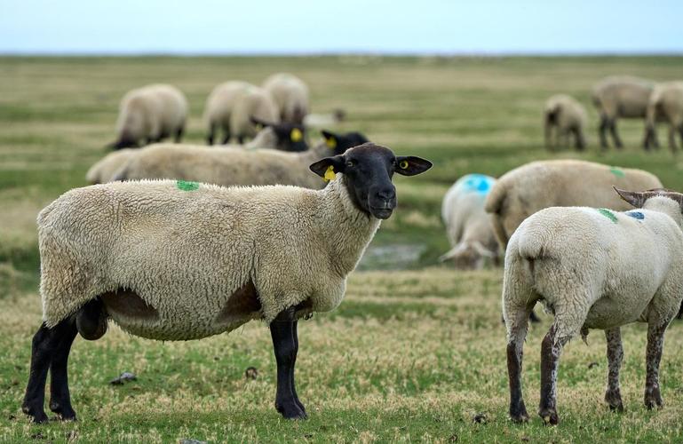 新疆羊有哪些品种？-图1