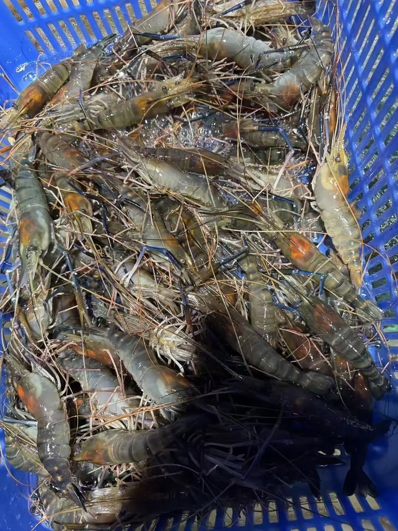 最新罗氏沼虾养殖技术有何突破？-图3