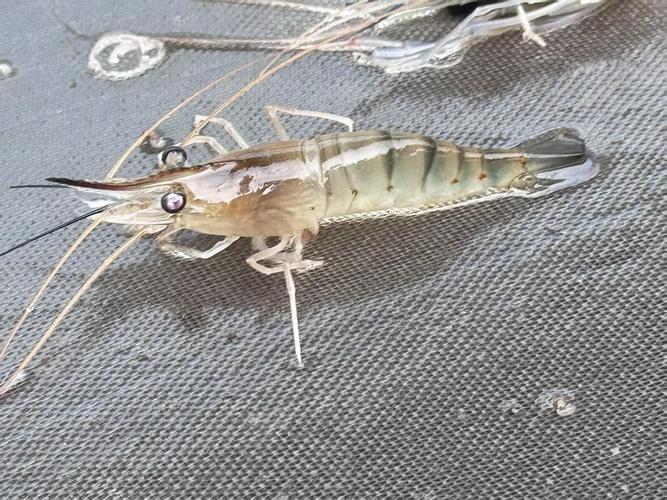 最新罗氏沼虾养殖技术有何突破？-图2