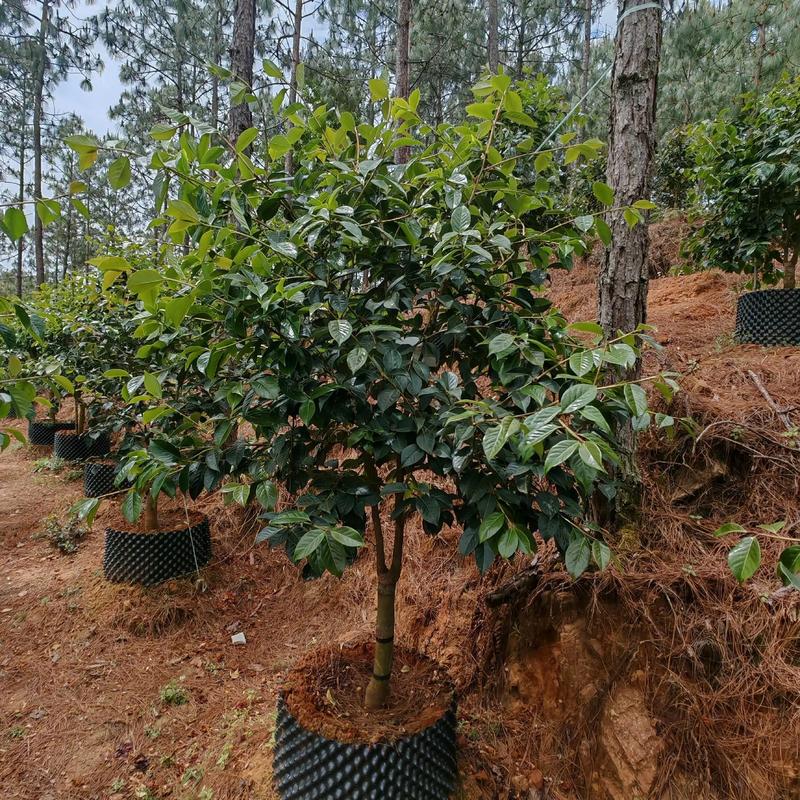 什么茶花品种生长最旺盛？-图1